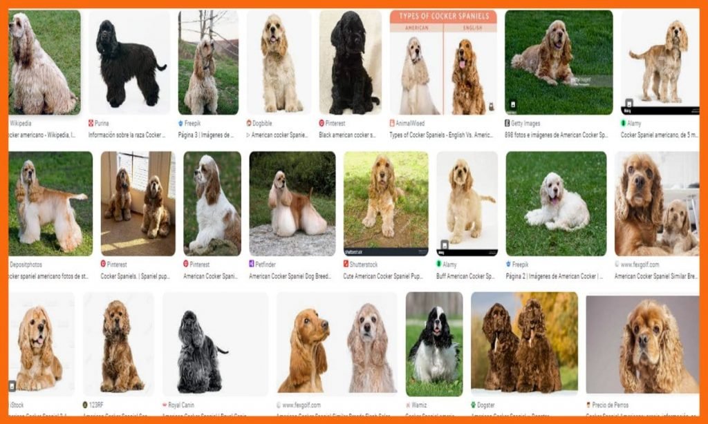 Cocker Spaniel Americano: Características y Cómo Cuidarlo