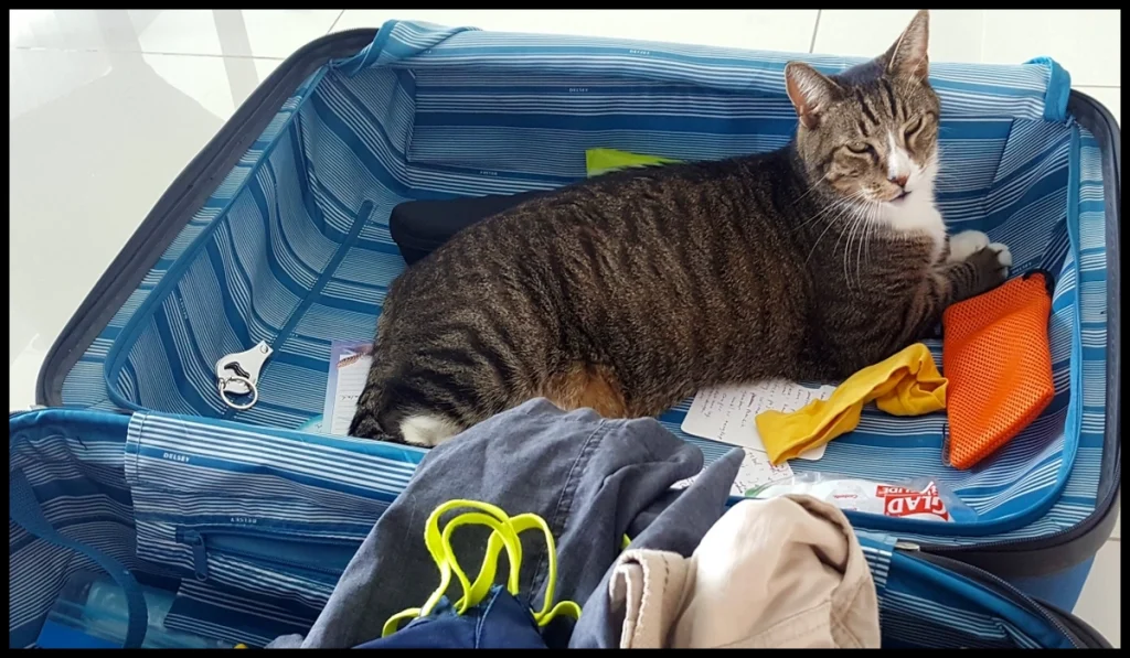 Puedo llevar a mi gato de vacaciones